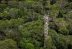 En la Amazonía simularán el cambio climático con anillos de carbono.