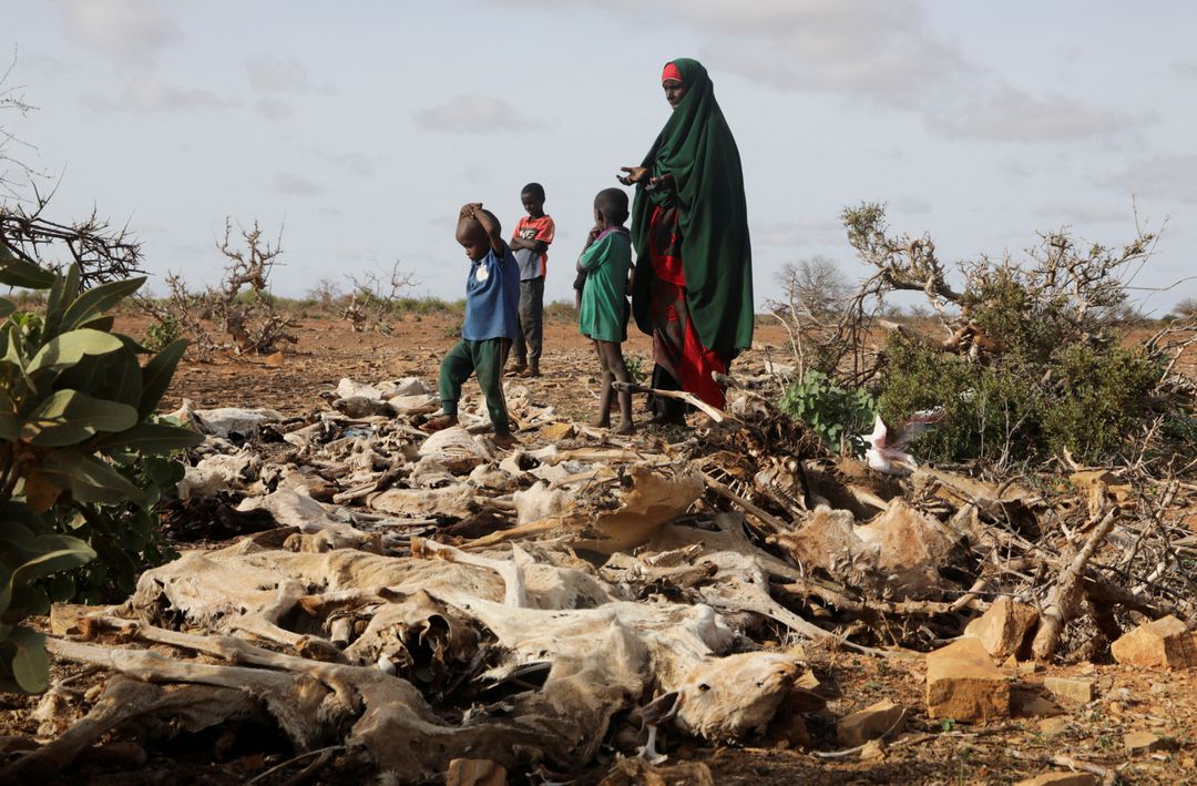 Ganado muerto por severas sequías en Somalia durante 2022. - Feisal Omar/Reuters