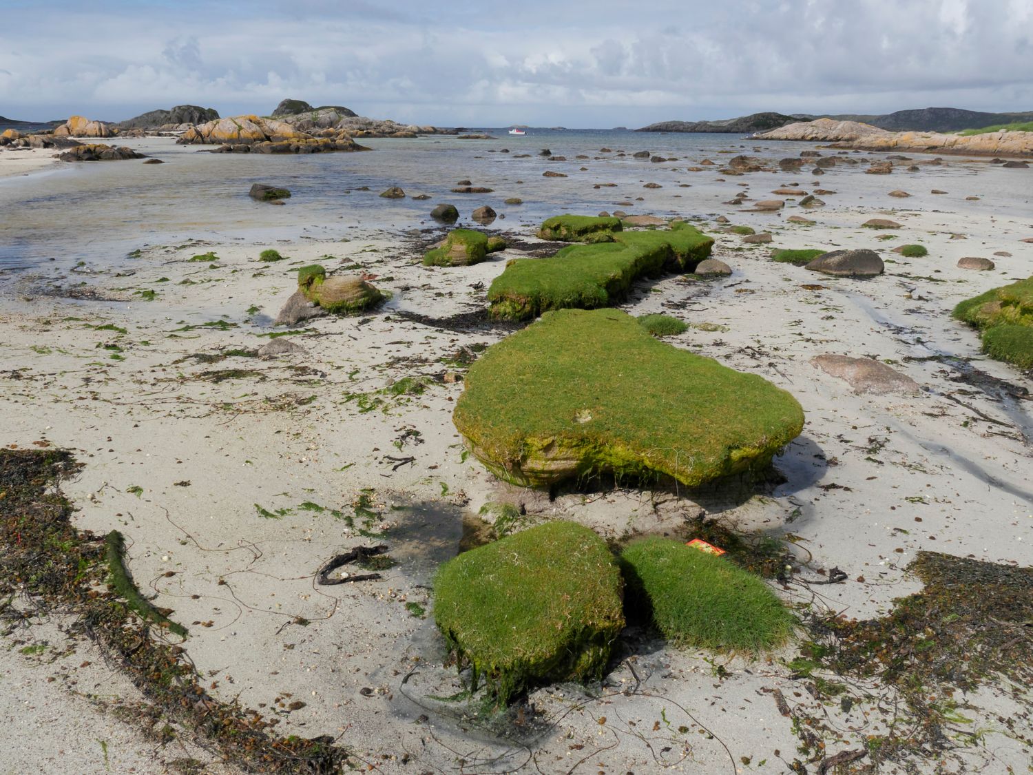 El musgo se puede encontrar en las piedras de las costas. - Foto MikeLane45/Gettyimages