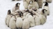 Polluelos de pinguinos emperador mueren por derretimiento de hielo.