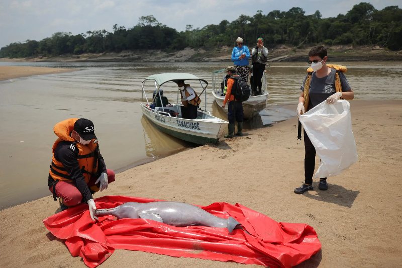 Más de 100 delfines murieron de calor en Brasil.