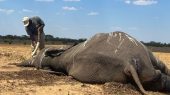 Elefantes mueren por sequía extrema.