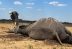 Elefantes mueren por sequía extrema.