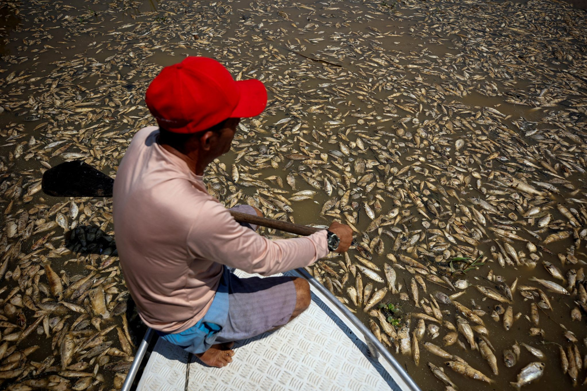 Peces muertos en Brasil por sequía extrema en septiembre. - Foto Bruno Kelly/Reuters