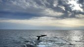 Chile y Palaos ratifican tratado para proteger Alta Mar
