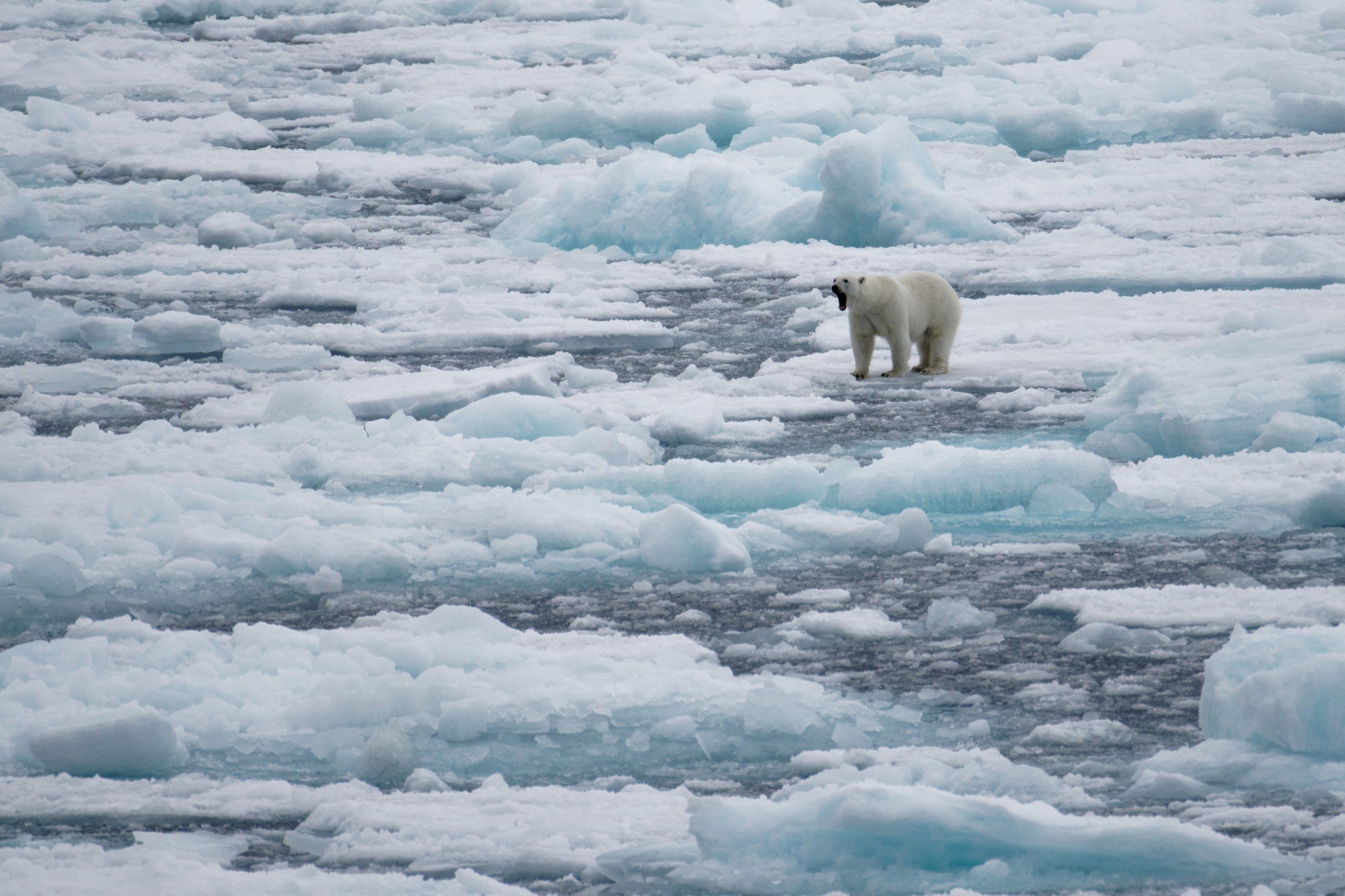 Los osos utilizan el hielo marino para cazar su alimento. - Foto mlharing/Gettyimages