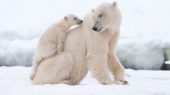 Osos polares mueren de hambre por la pérdida de hielo
