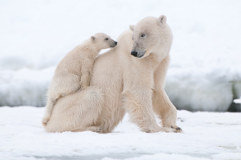 Osos polares mueren de hambre por la pérdida de hielo