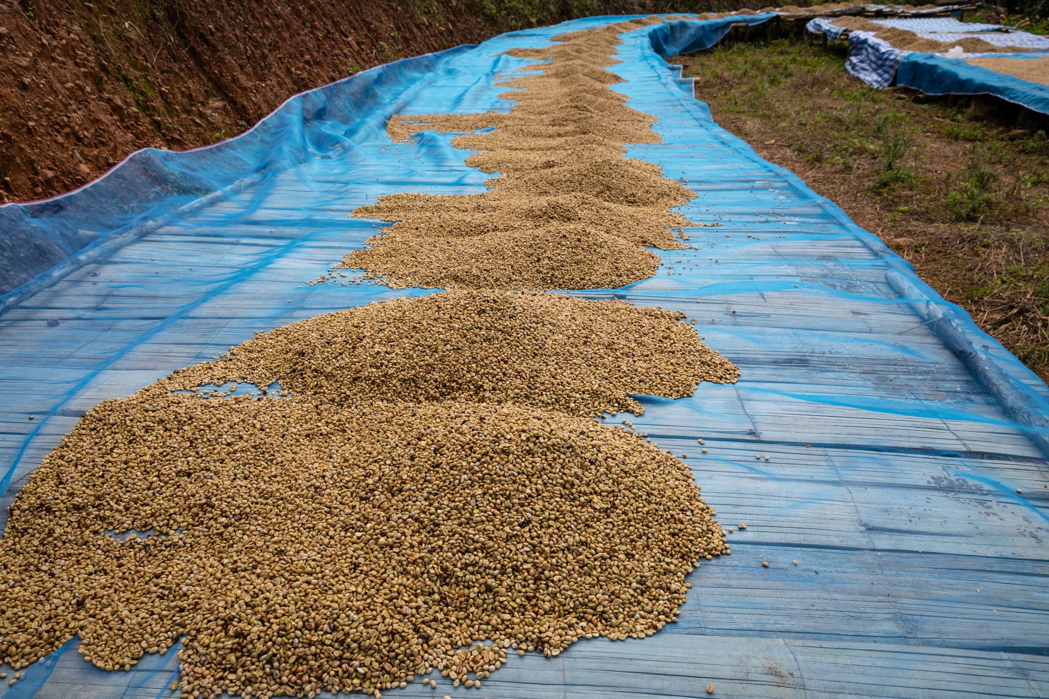 Secado de granos de café en Tailandia - Foto DINphotogallery/Gettyimages