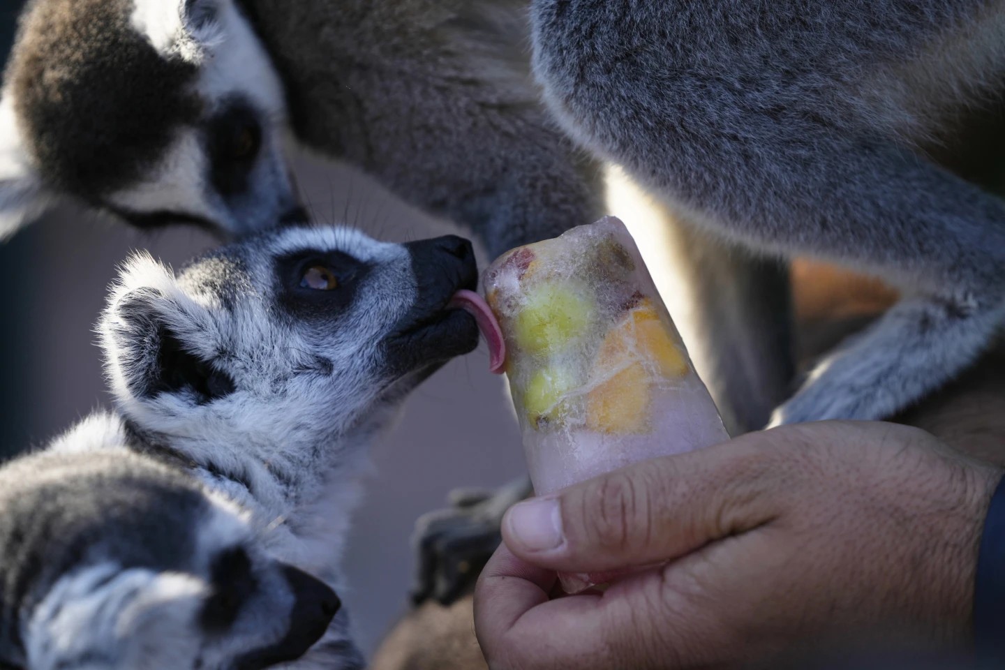 Zoológicos en todo el mundo han tenido que buscar formas de refrescar a sus animales del calor extremo constante. - Foto Thanassis Stavrakis/AP