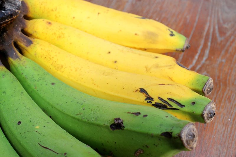 Cambio climático está afectando los bananos.