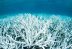 Quinto blanqueamiento de corales