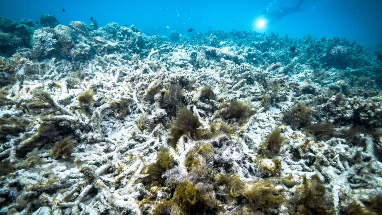 Blanqueamiento de corales. - Foto Kyodo/Getty Images