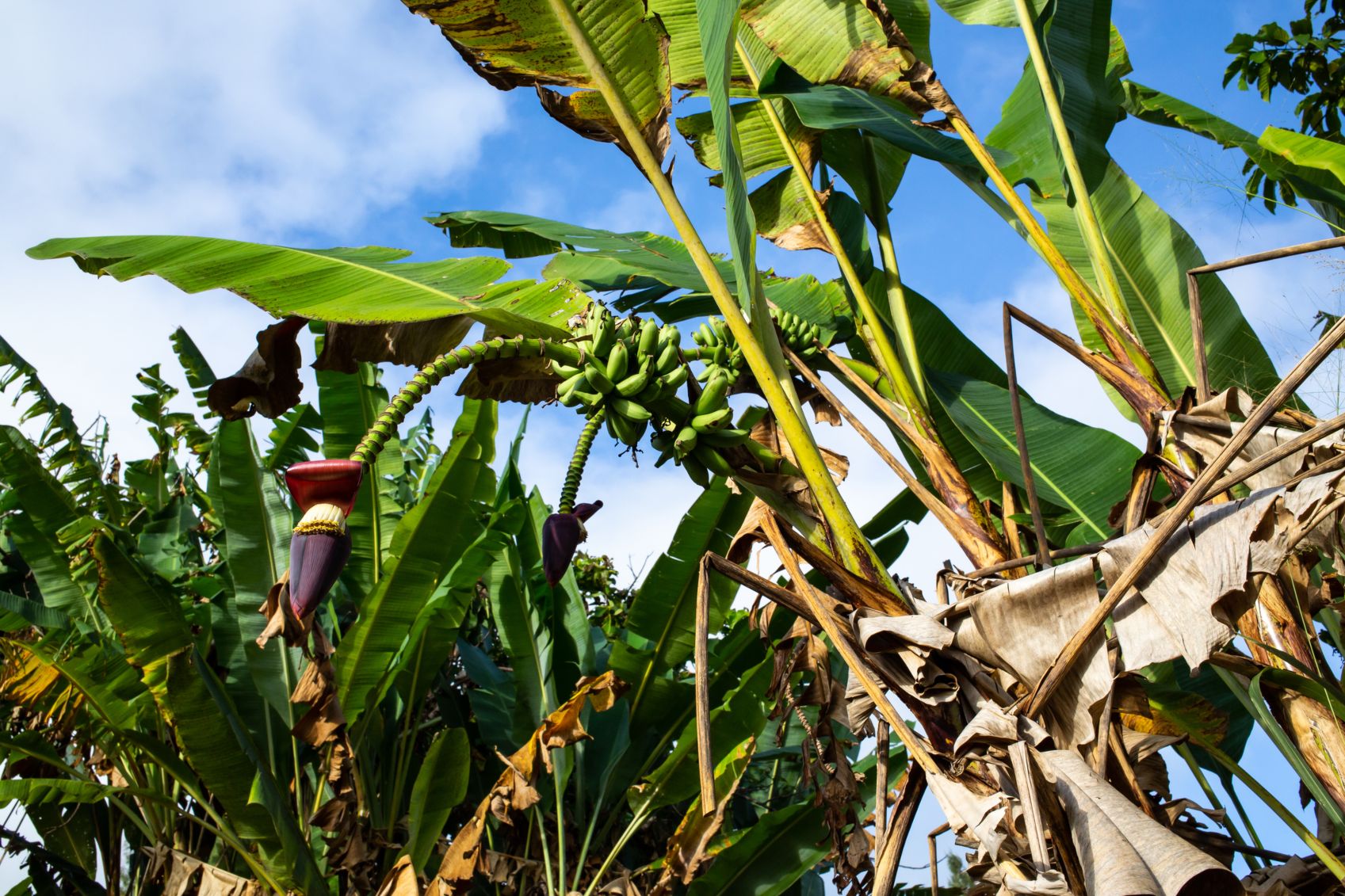 Plantación de banano seca. - Foto eyepark/Gettyimages