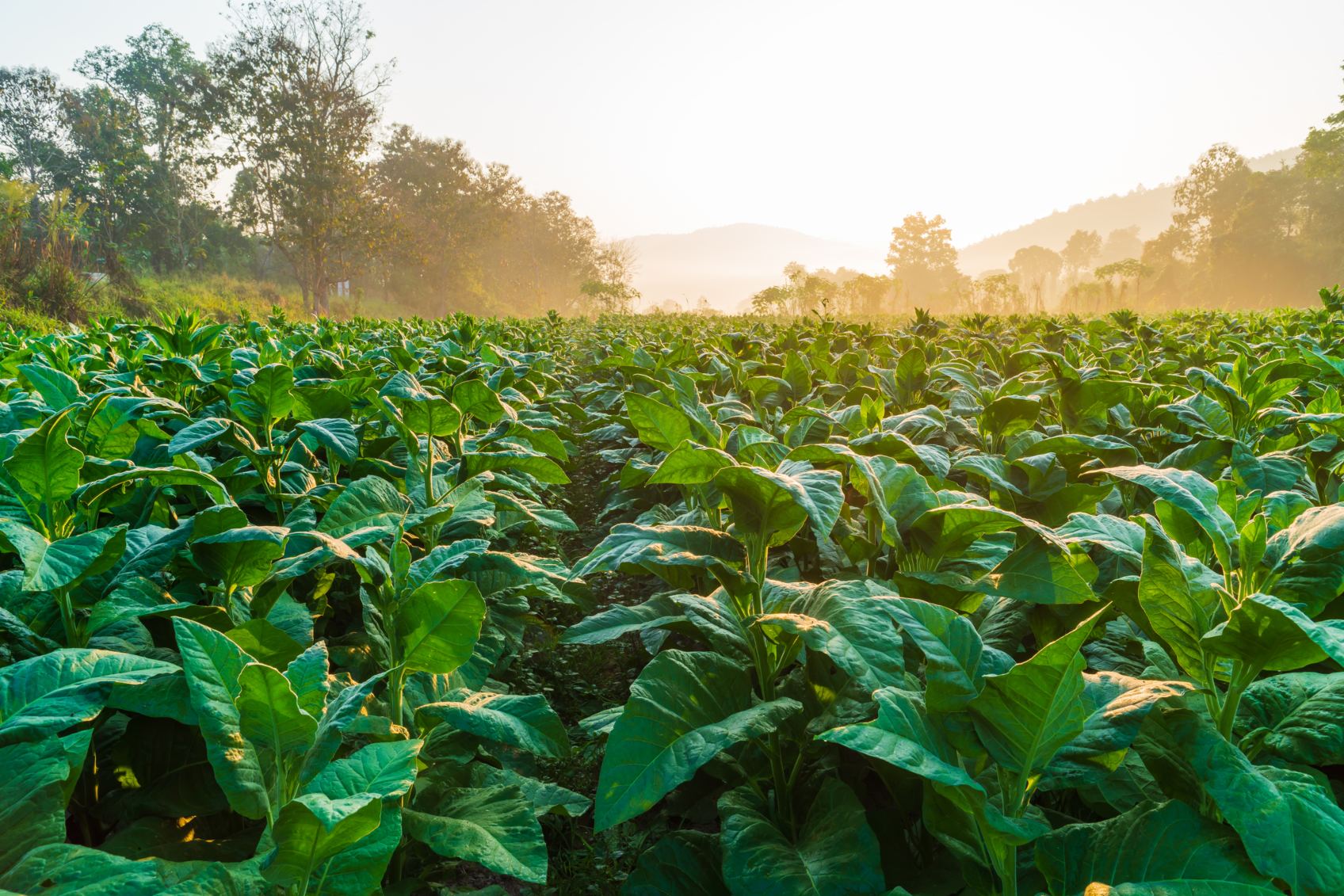 Plantaciones de tabaco. - Foto rivermartin/Gettyimages