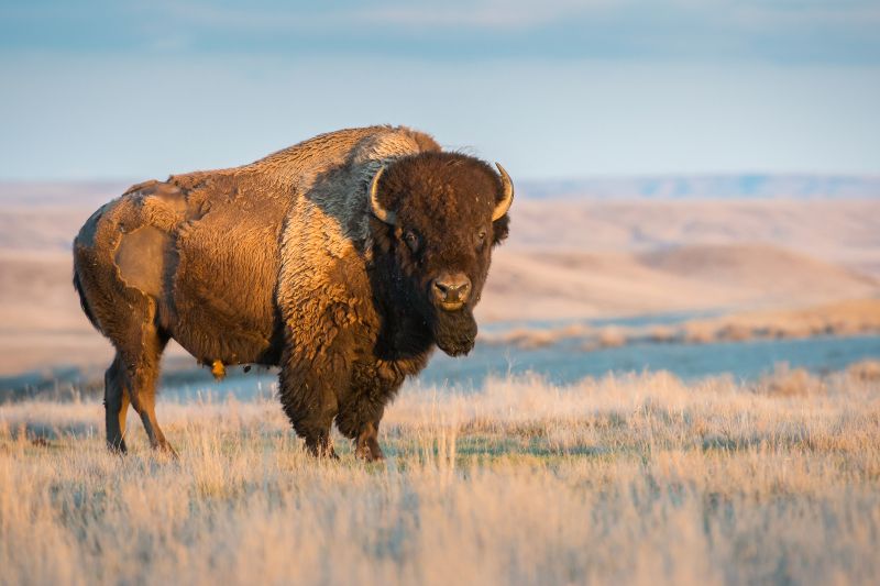 Los bisontes pueden ayudar a capturar carbono