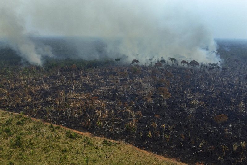 Reduce la deforestación en la amazonía