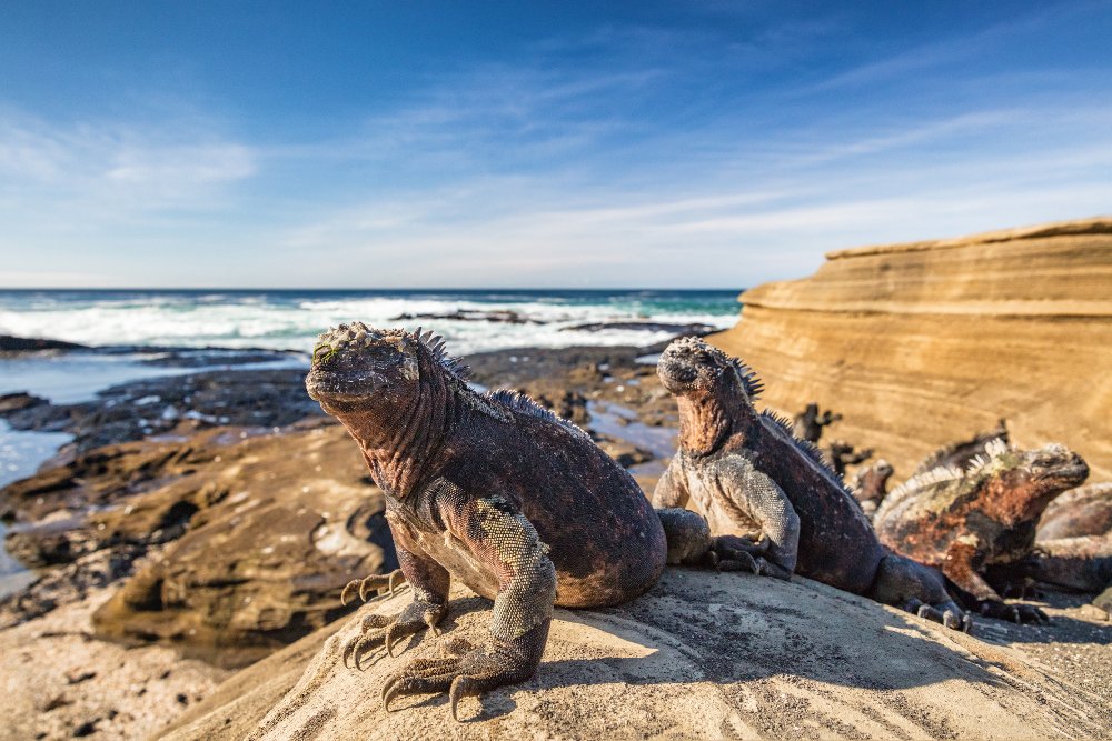 Las Islas Galápagos albergan importantes especies animales para la biodiversidad. - Foto Maridav/Gettyimages