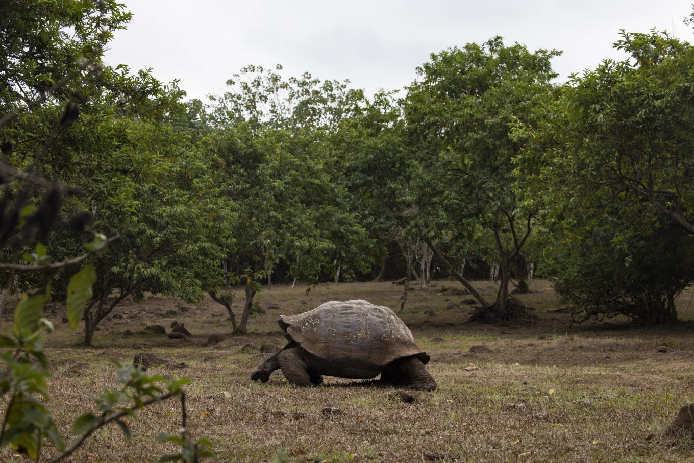 Las famosas tortugas gigantes de Galápagos se encuentran vulnerables ante el clima extremo y las consecuencias de la actividad humana. - Foto Alie Skowronski/AP