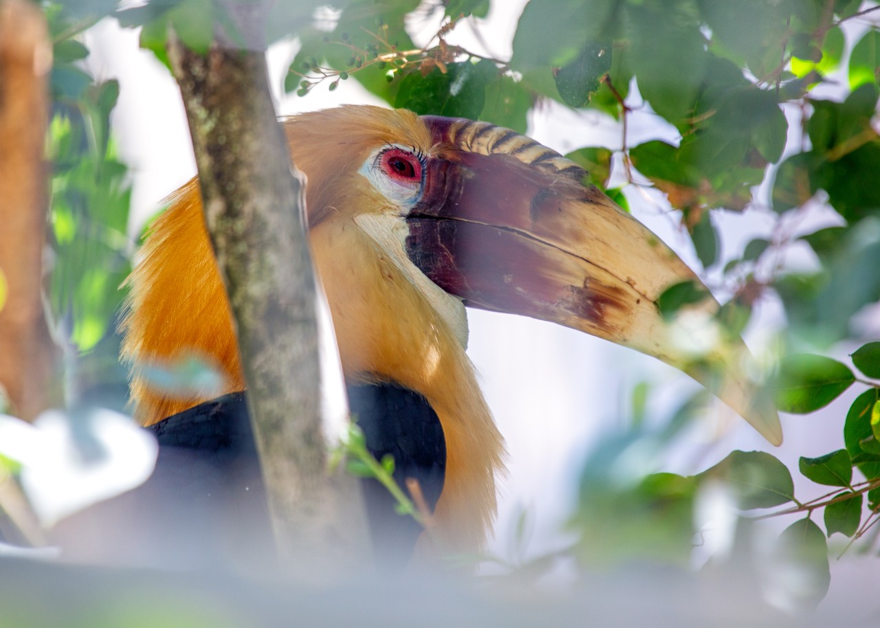 Existen especies terrestres y marinas esenciales para la biodiversidad de Papúa Nueva Guinea. - Foto fluffandshutter/Gettyimages