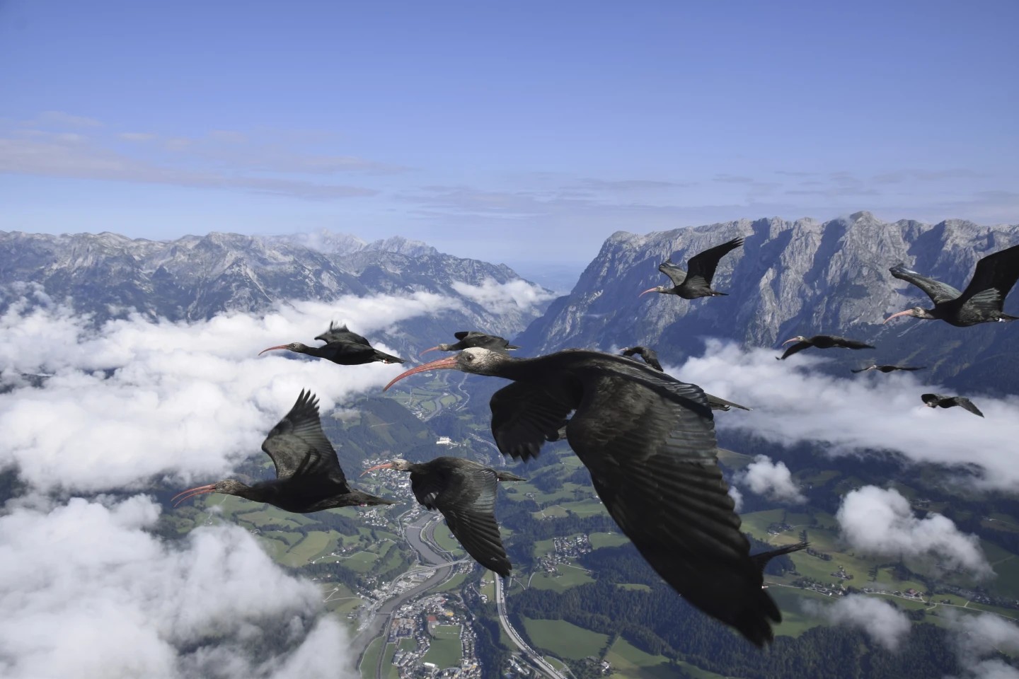 Los cambios extremos en el clima y las estaciones están alterando el ciclo de migración de aves en todo el mundo. - Foto Waldrappteam Conservation/AP