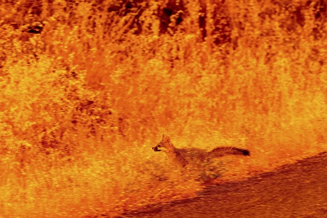 Los incendios forestales en California afectaron gravemente a la vida silvestre. - Foto Noah Berger/AP