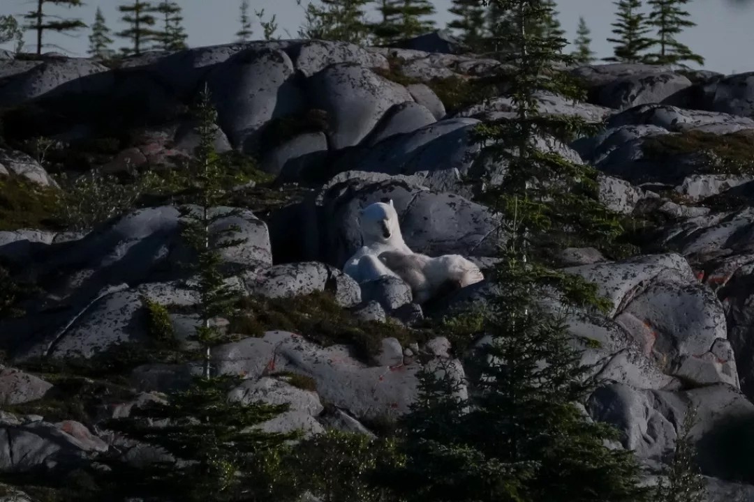 Osos polares vistos en Churchill, Manitoba. - Foto Joshua A. Bickel/AP