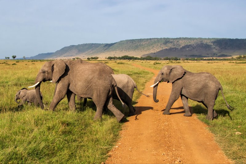 Corredores verdes para aliviar los conflictos entre vida silvestre y humana