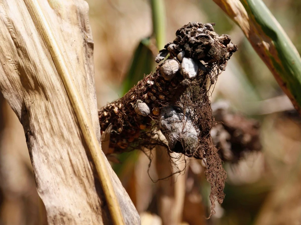 Los cultivos en la realidad resultan infectados por infecciones fúngicas que se dispersan en altas temperaturas. - Foto Darren Hauck/Reuters