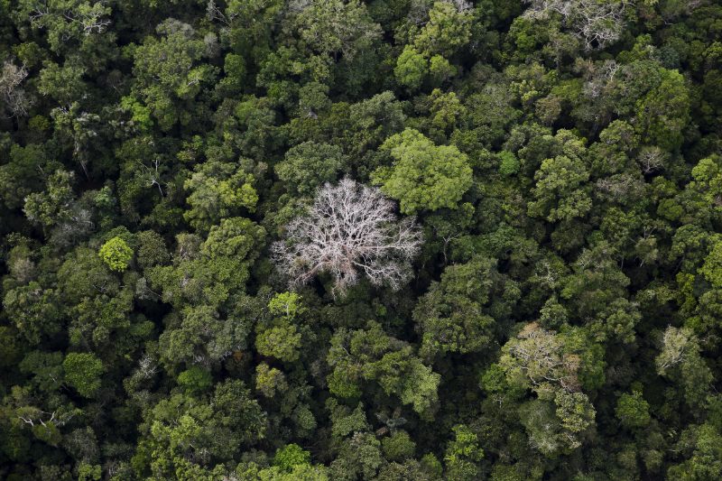 Nave que analizará los bosques tropicales del mundo