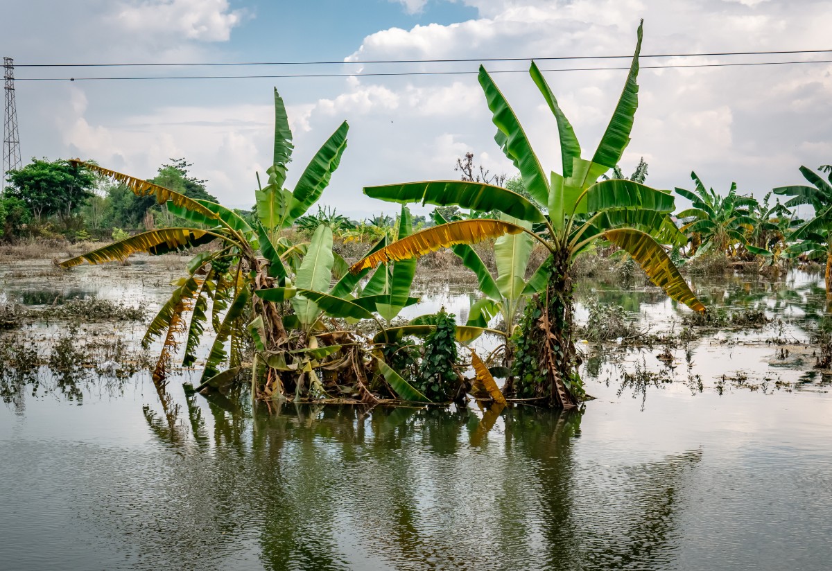 Los plátanos o bananos son vulnerables, no solo ante eventos meteorológicos extremos, sino también otros efectos climáticos como cambio de temperaturas, humedad y expansión de virus que afectan los cultivos. - Foto Rio Prastyo/Gettyimages