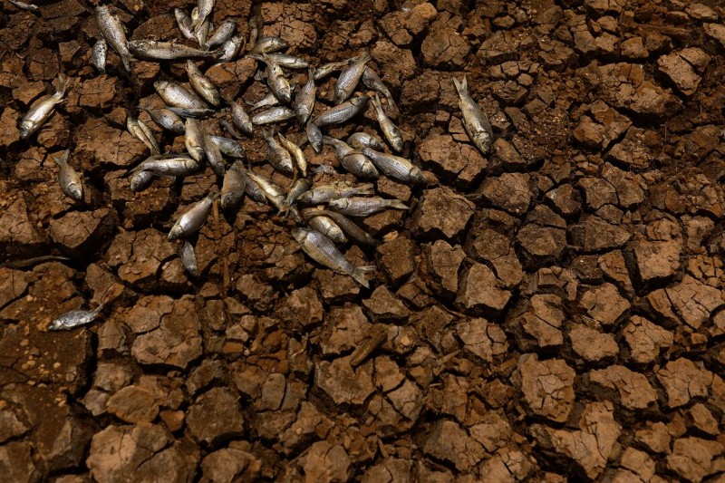 Impactos recientes en la biodiversidad