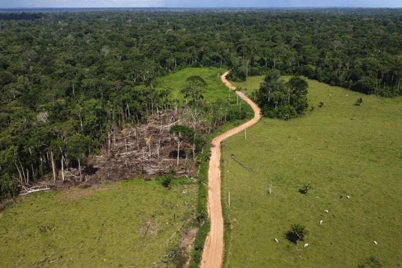 La amazonía sigue perdiendo bosque