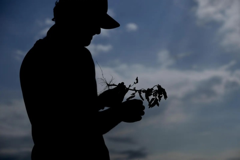 Latinoamérica puede sufrir de inseguridad alimentaria