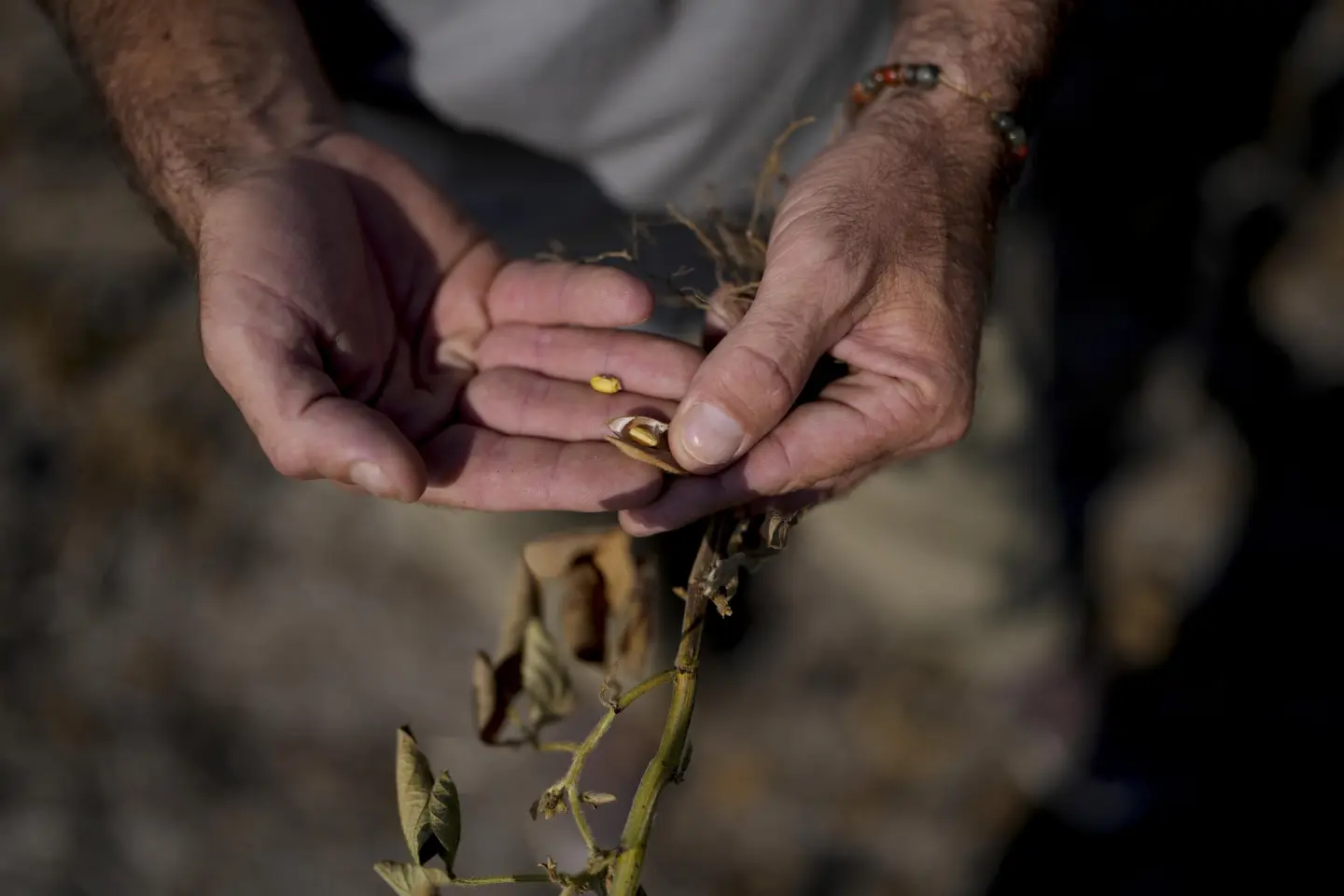 La mayoría de cultivos, como la soya en Argentina, no logran adaptarse a los cambios extremos en el clima. - Foto Natacha Pisarenko/AP