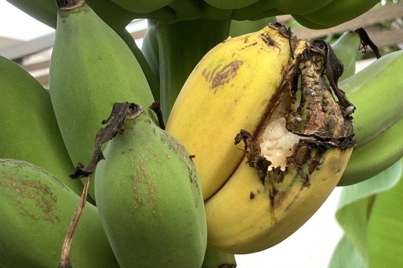 El plátano está en riesgo por el cambio climático