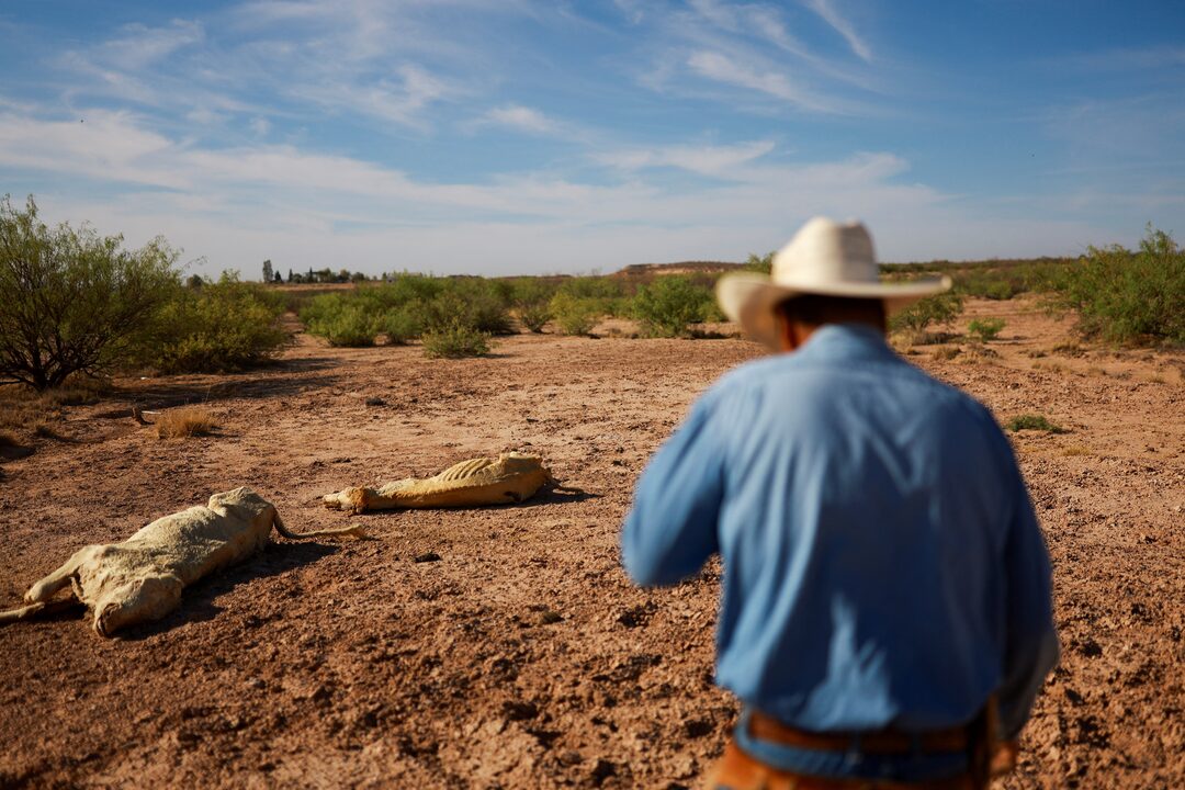 La sequía en el norte de México ha llegado a afectar la agricultura y ganadería de la región. - Foto Jose Luis Gonzalez/Reuters