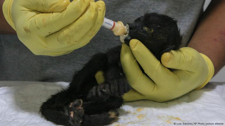 Los animales ya no pueden adaptarse a las condiciones de calor extremo cada vez más frecuentes e intensas. - Foto Luis Sanchez/AP