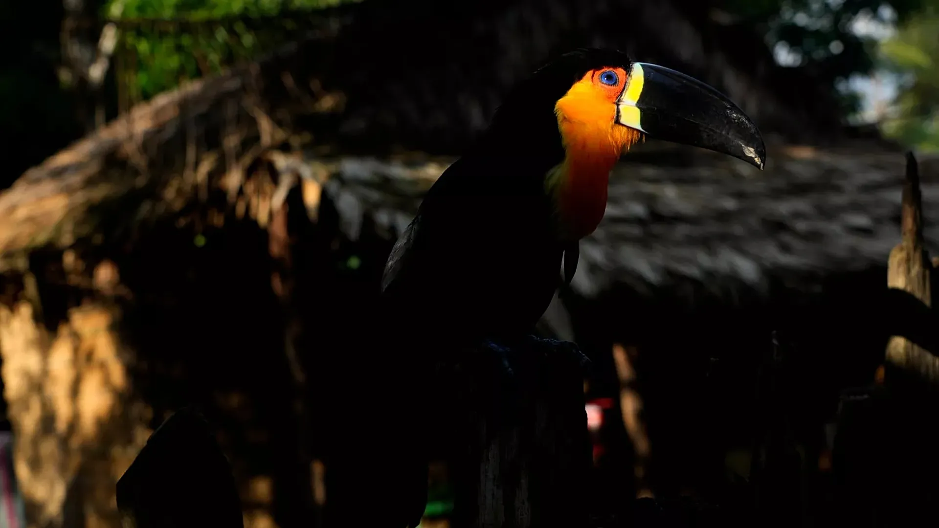 Las aves tropicales son las más afectadas con el incremento de las olas de calor - Foto Eraldo Perez/AP