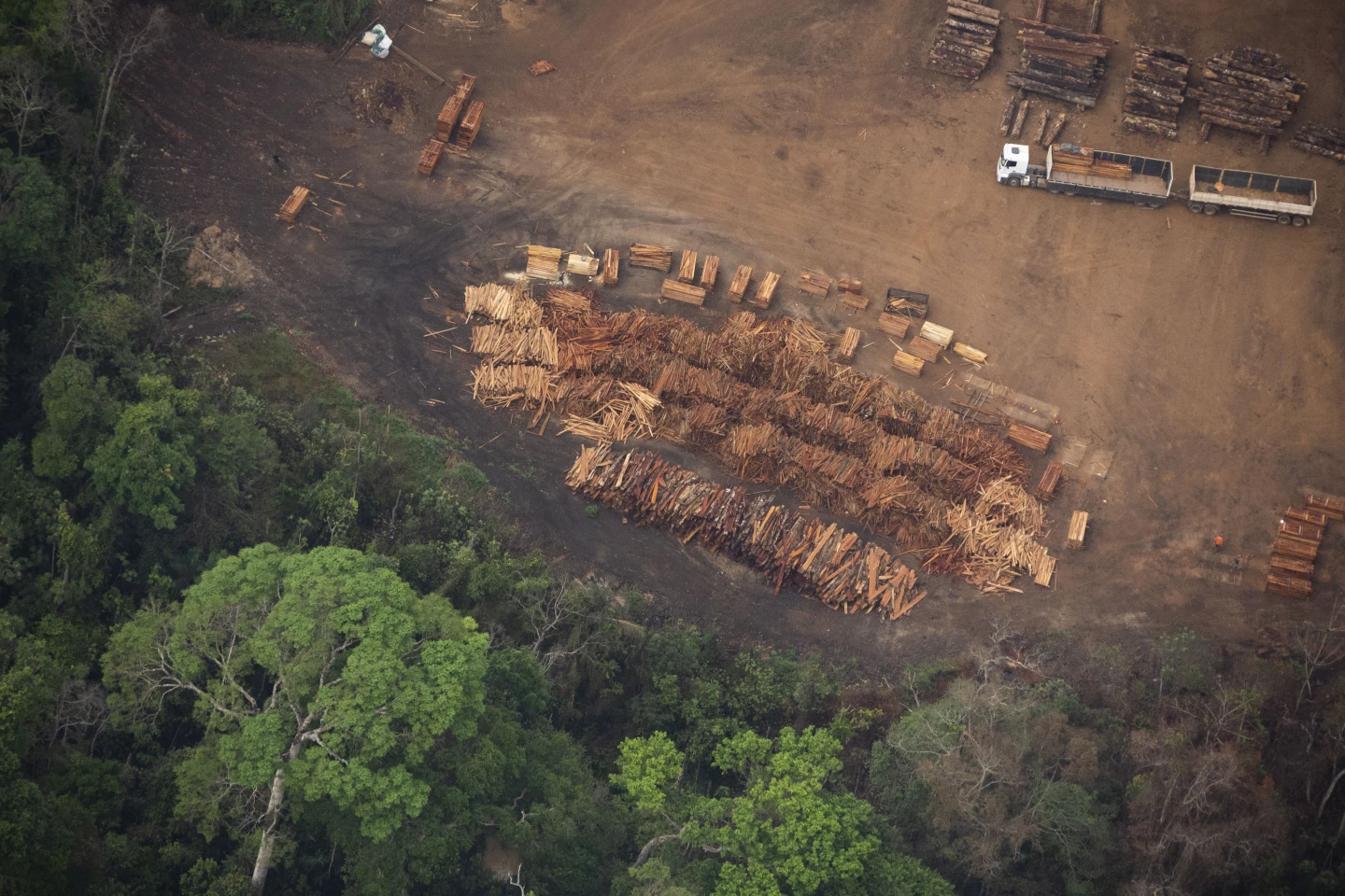 La deforestación en los bosques incrementa los efectos del cambio climático - Foto Victor R. Caivano/AP
