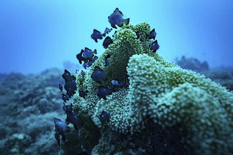 Tratado de altamar entra en vigencia