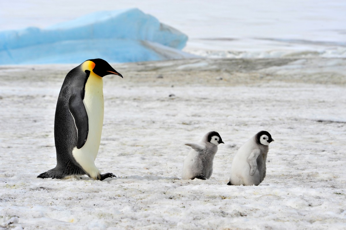 Los pinguinos dependen de las capas de hielo durante su etapa de crecimiento para sobrevivir. - Foto vladsilver/Getty