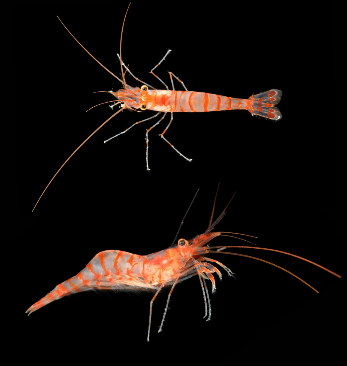 Nueva especie de camarón descubierta en una cueva marina de Marsella. - Foto The Nippon Foundation-Nekton Ocean Census/Hossein Ashrafi