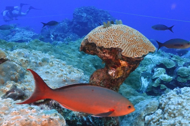 Señales de alerta de los corales bajo estrés