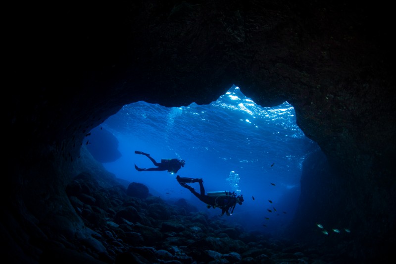 Descubren 1,100 especies marinas nuevas
