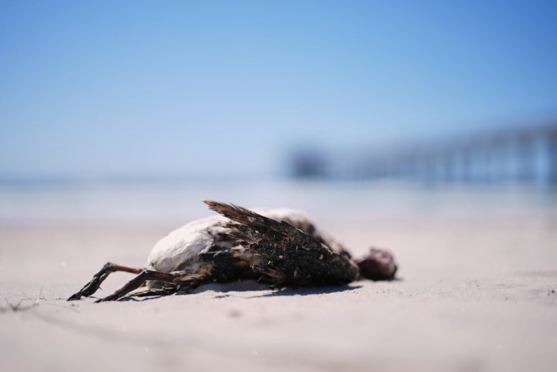 Aves marinas mueren de hambre por ola de calor en el océano