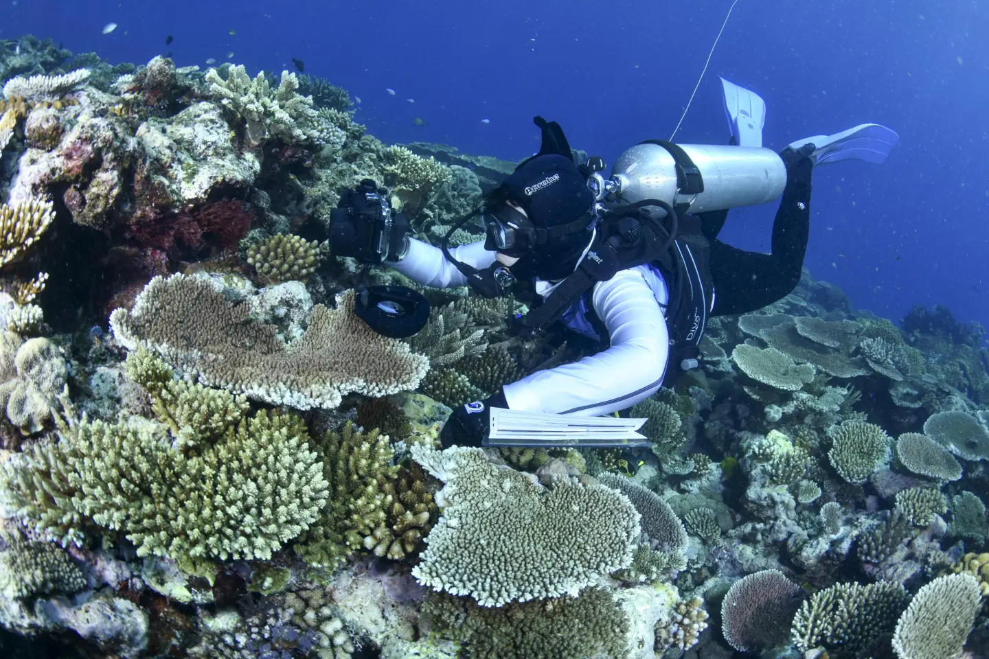 Muchos de los corales que han pasado por un blanqueamiento masivo no logran recuperarse o brindar los beneficios necesarios para las especies que dependen de sus nutrientes. - Foto M. Curnock/GBRMPA/AP