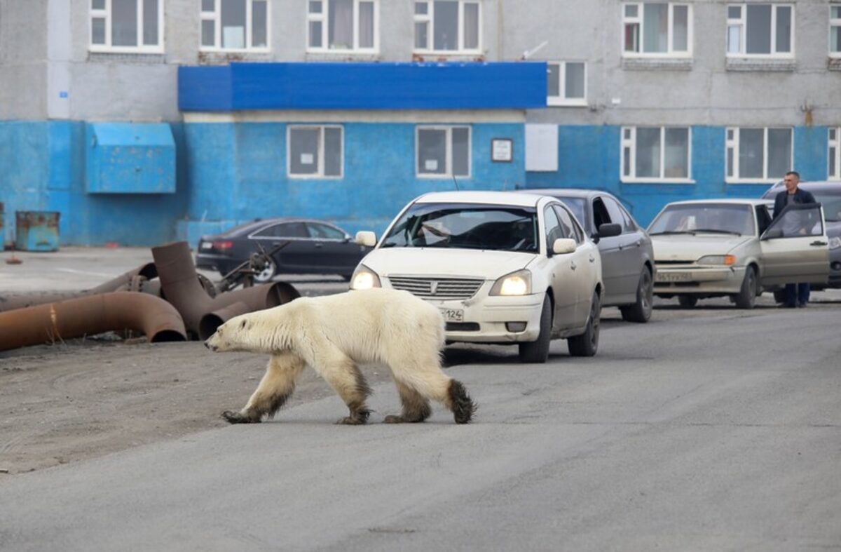Algunos animales han tenido que migrar en búsqueda de comida, ya que el resto de especies o plantas dejan de surgir en sus hábitats por las mismas alteraciones climáticas. - Foto Irina Yarinskaya/Zapolyarnaya Pravda/Reuters