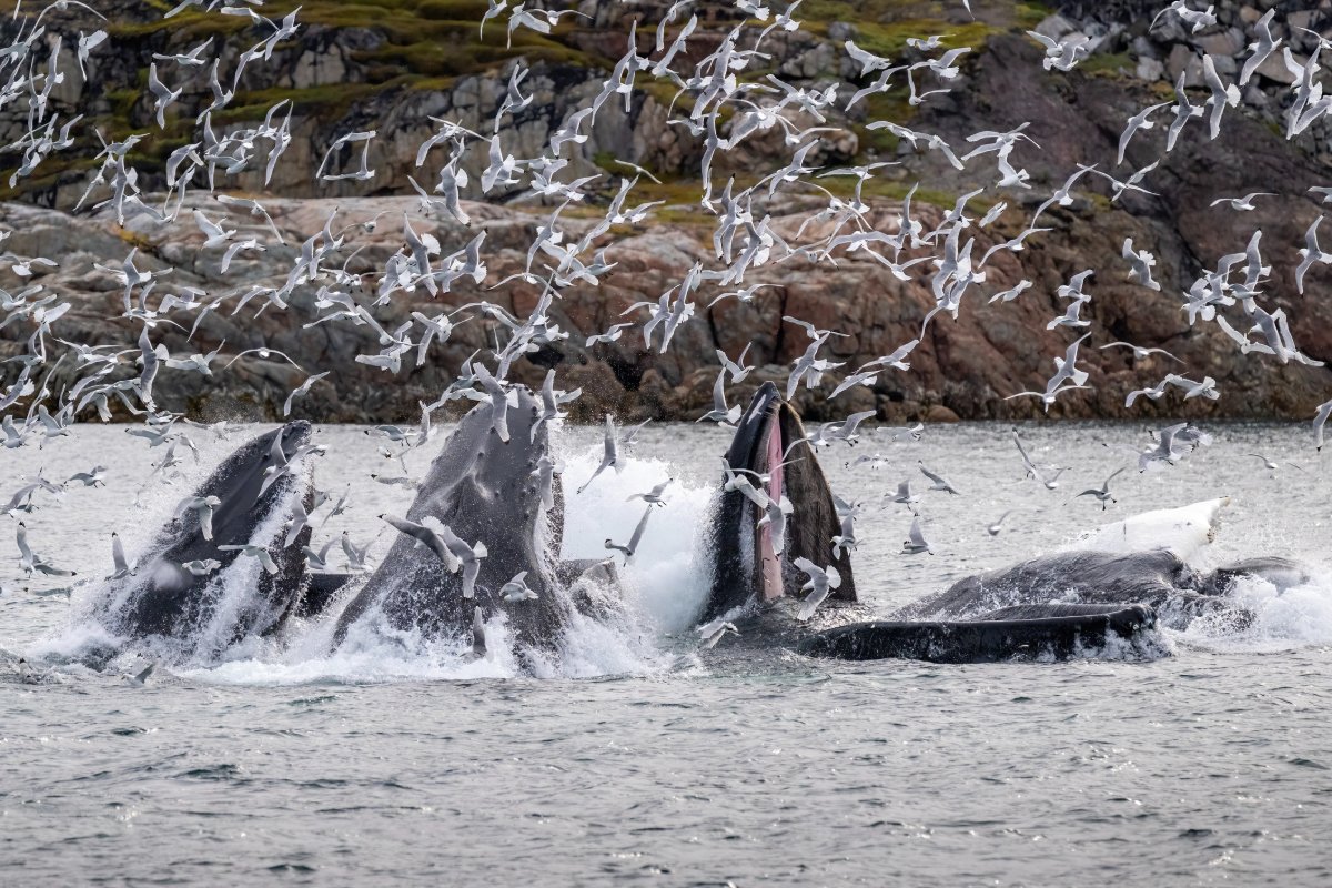 Ballenas jorobadas alimentándose de aves marinas en el Groenlandia. - Foto Jose Angel Cortes Garcia/Gettyimages
