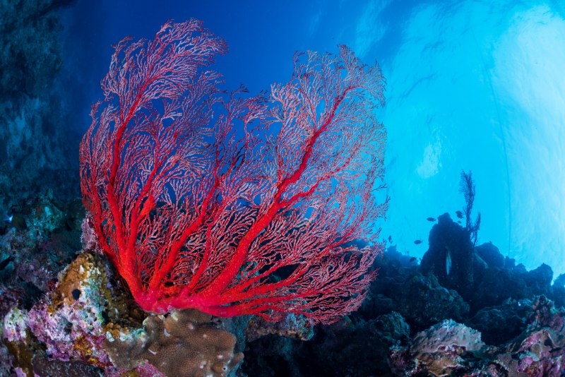 El coral rojo está en amenaza por el tráfico ilegal